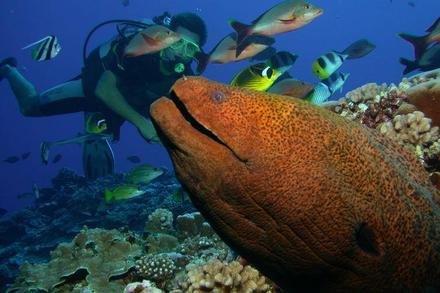 Top Dive